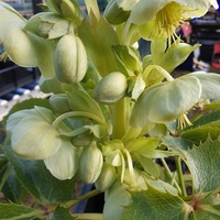 Helleborus sternii 